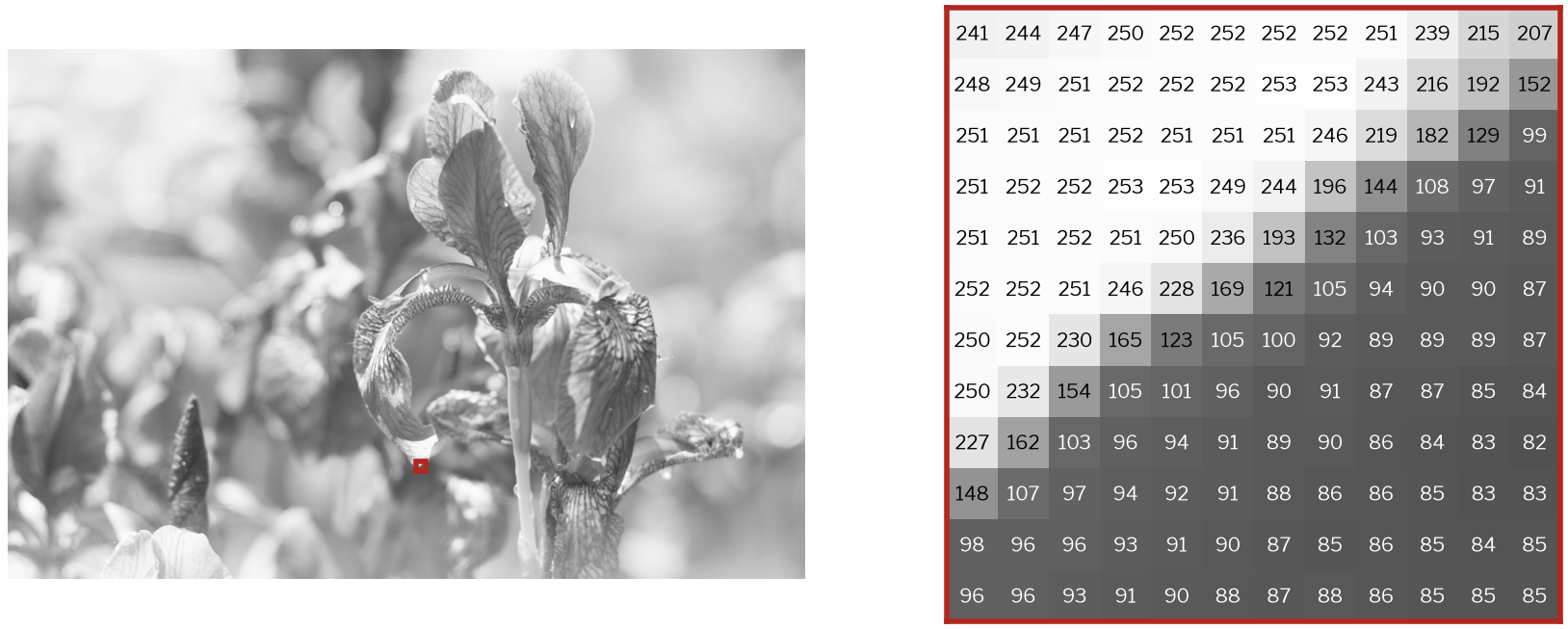 Left: the iris photo in grey, with a small red square on the edge of a leaf. Right: the 12 by 12 pixels inside the square, printed as numbers. Bright values near 250 are in the top left, dark values near 90 are in the bottom right