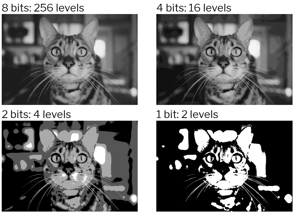 The same grey cat photo with 256, 16, 4 and 2 brightness levels. With 4 and 2 levels, smooth areas become flat patches with false edges